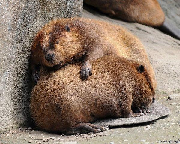 Is It True Love? 10 Animals Who Love For Life <3