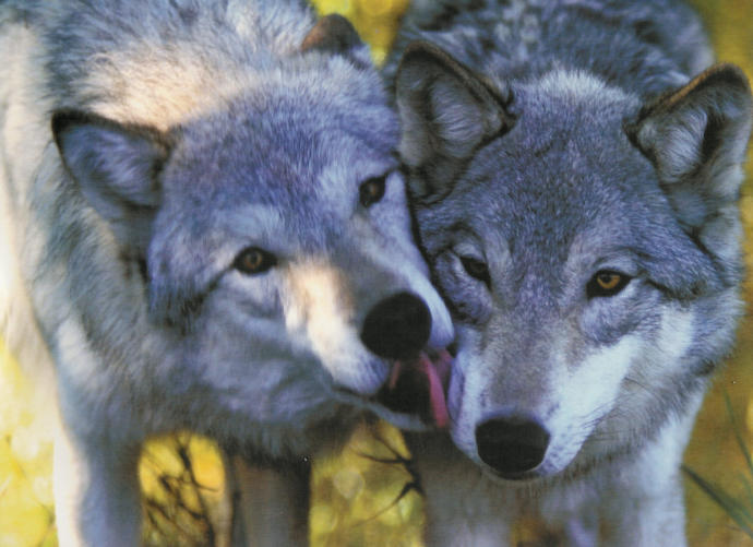 Is It True Love? 10 Animals Who Love For Life <3