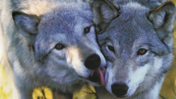 Is It True Love? 10 Animals Who Love For Life <3