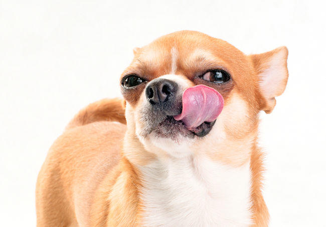 7 Reasons Why Chihuahuas Are The Best Dog Breed