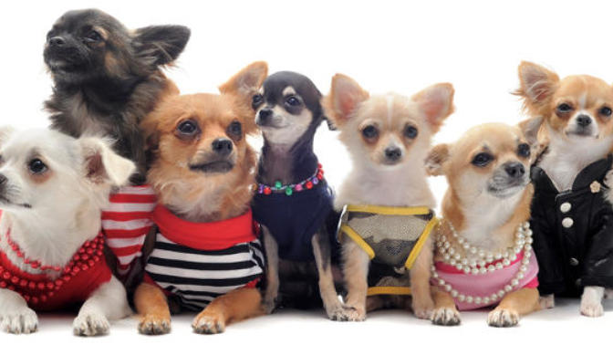 7 Reasons Why Chihuahuas Are The Best Dog Breed