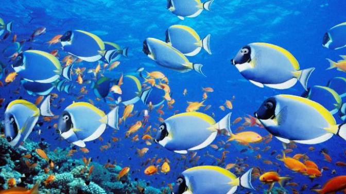 No, There Aren't Plenty of Fish in the Sea: Statistics Don't Lie
