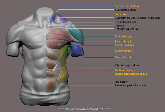 Read This: Only If You Intend to Get Six Pack Abs