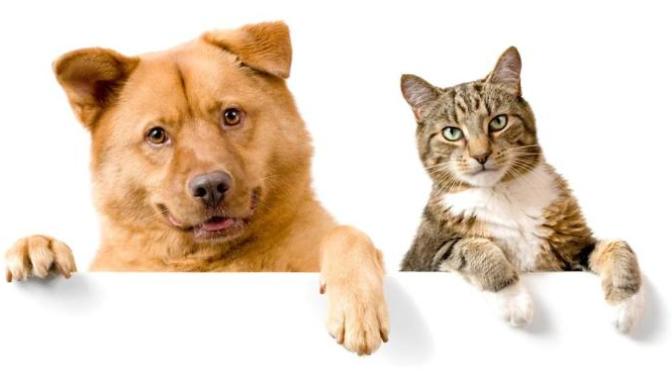Why Cats Are Better Than Dogs