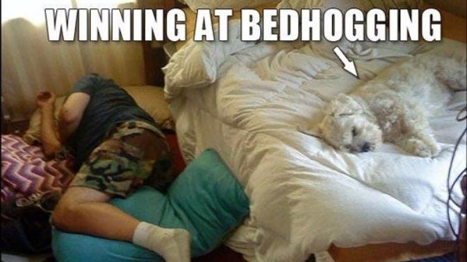 Why Cats and Dogs Rule the World