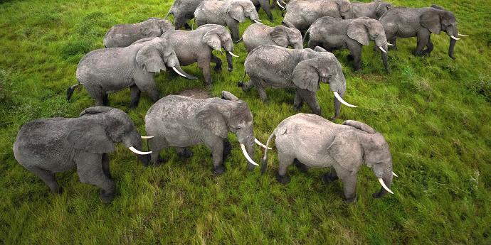 Why Humans Rule The World
