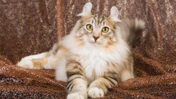20 Rare Cat Breeds From Around the World 🌎🐱