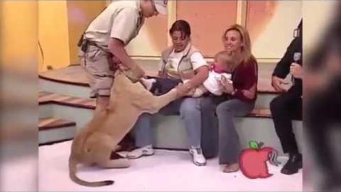 Terrifying Moment as Lioness Tries to Eat Baby on Live TV (Photos & Video)