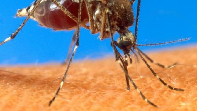WWIII and Death to the Mosquito