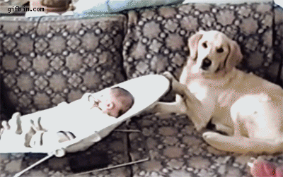10 True Stories of Animals Saving Humans From Near-Death Experiences