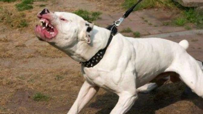 Pitbulls: Are They Really Monsters?