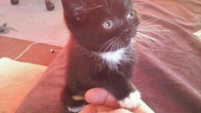 Pets: Do You Want A Companion or a Toy?