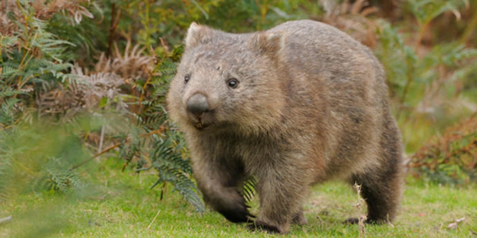 20 Things That Are Uniquely Australian