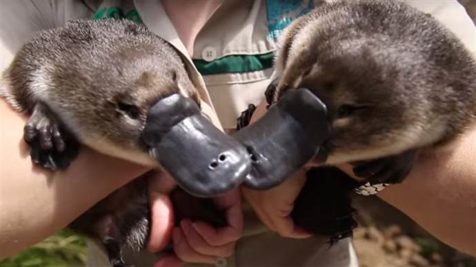 20 Things That Are Uniquely Australian