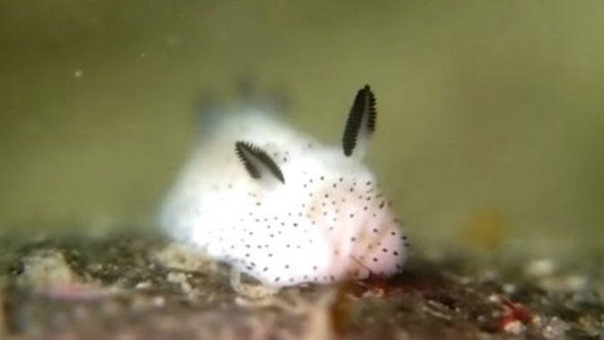 10 Tiny Things That Will Make You Go NAWWW (*^_^*)