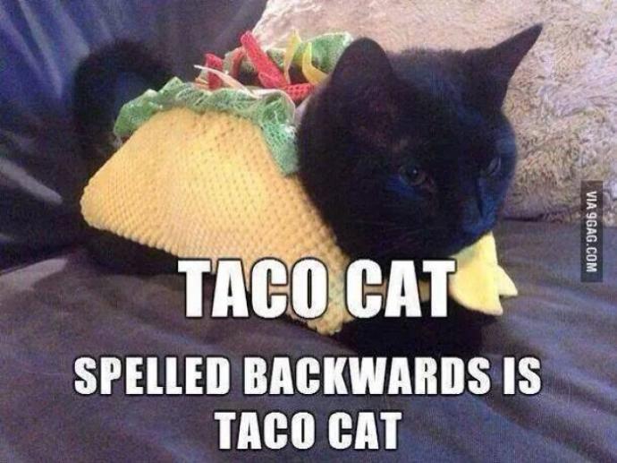 12 Cat Memes to Brighten Your Day