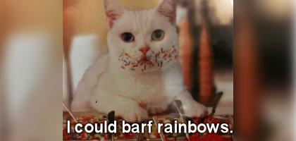 12 Cat Memes to Brighten Your Day