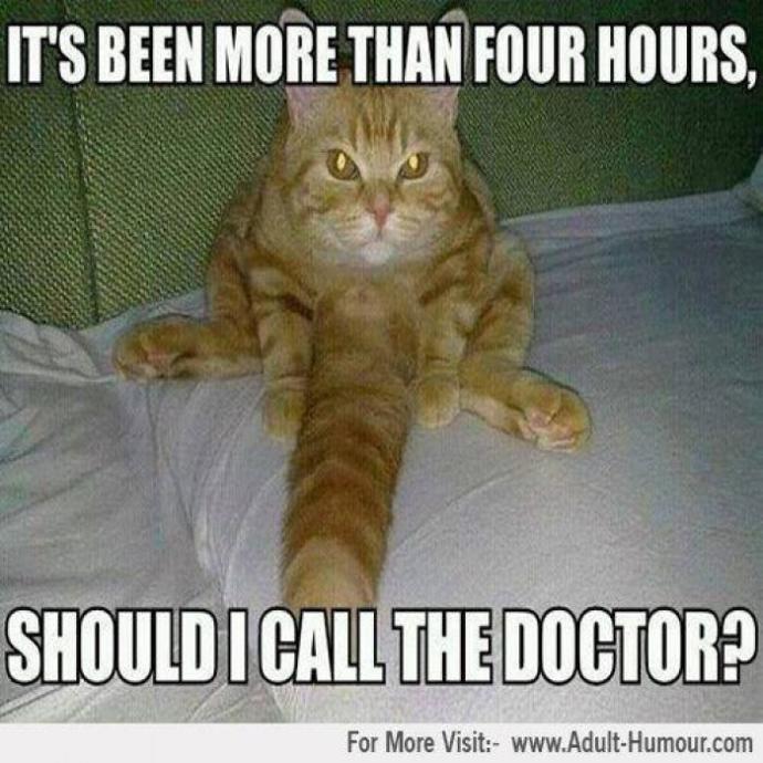 12 Cat Memes to Brighten Your Day