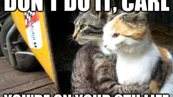 12 Cat Memes to Brighten Your Day