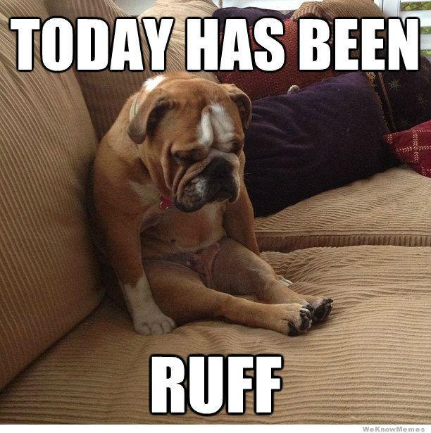 10 Cool Dog Memes to Brighten Your Day