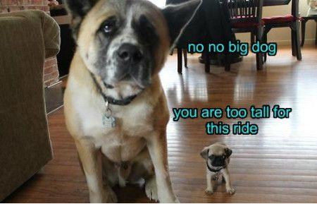 10 Cool Dog Memes to Brighten Your Day