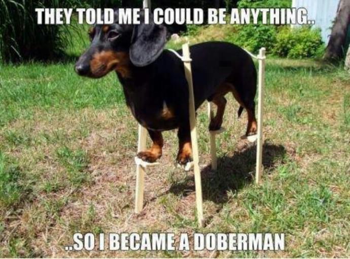 10 Cool Dog Memes to Brighten Your Day