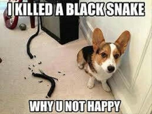 10 Cool Dog Memes to Brighten Your Day