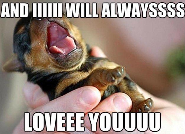 10 Puppy Memes To Brighten Your Day