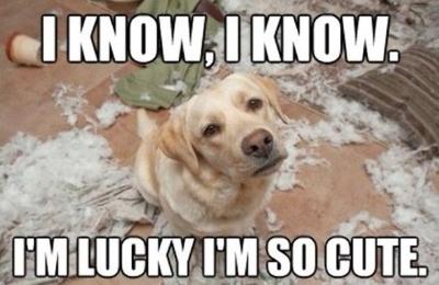 10 adorable puppy themes