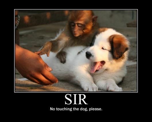 10 Puppy Memes To Brighten Your Day