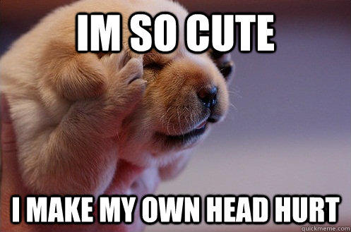 10 Puppy Memes To Brighten Your Day