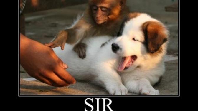 10 Puppy Memes To Brighten Your Day