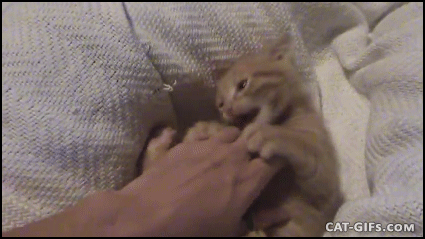 10 Really Cute Kitten Gifs