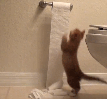 10 Really Cute Kitten Gifs