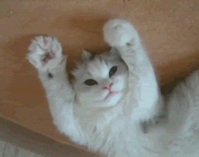 10 Really Cute Kitten Gifs