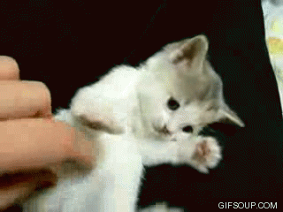10 Really Cute Kitten Gifs