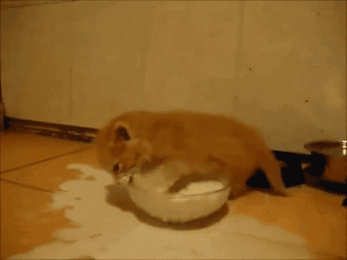 10 Really Cute Kitten Gifs