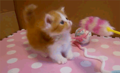 10 Really Cute Kitten Gifs