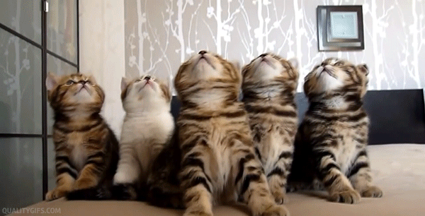 10 Really Cute Kitten Gifs