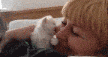 10 Really Cute Kitten Gifs