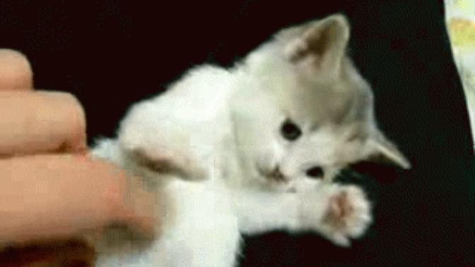 10 Really Cute Kitten Gifs