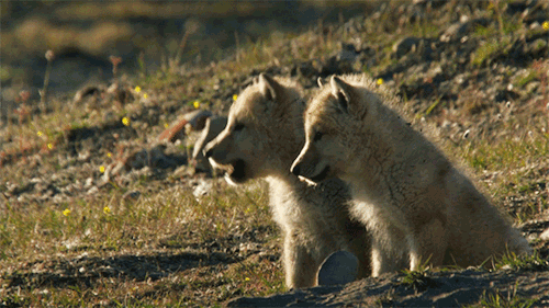 10 Cute And Silly Puppy Gifs