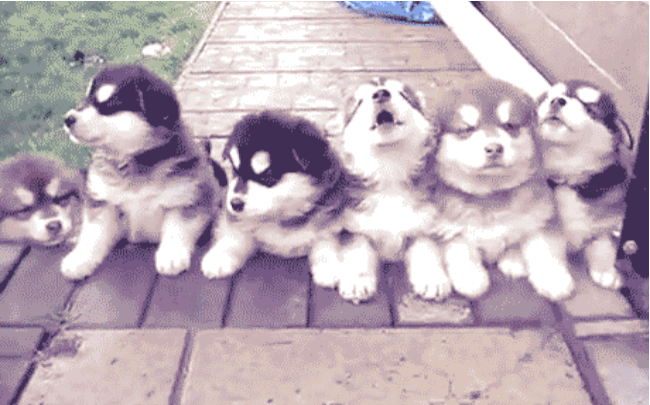 10 Absurdly Cute Puppy GIFs 10 Absurdly Cute Puppy GIFs