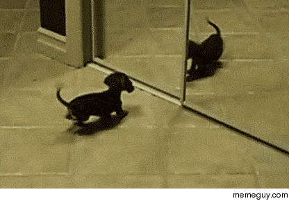 10 Cute And Silly Puppy Gifs