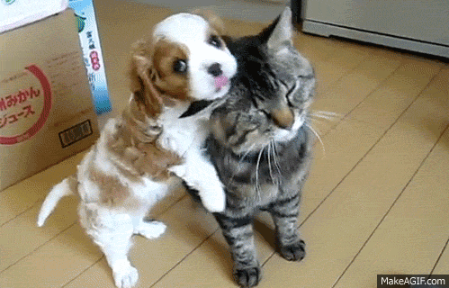 10 Cute And Silly Puppy Gifs