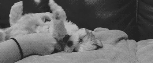 10 Cute And Silly Puppy Gifs