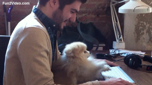 10 Cute And Silly Puppy Gifs