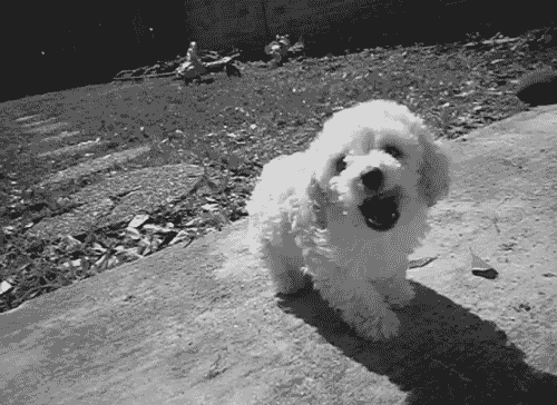 10 Cute And Silly Puppy Gifs