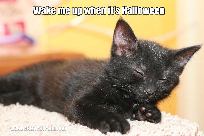 Cute Black Kitten Memes