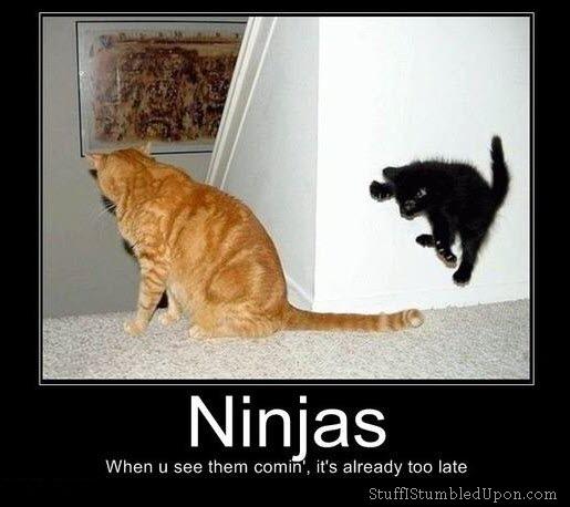 Cute Black Kitten Memes